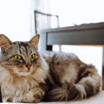 Voici comment préparer sa maison pour un chat allergique