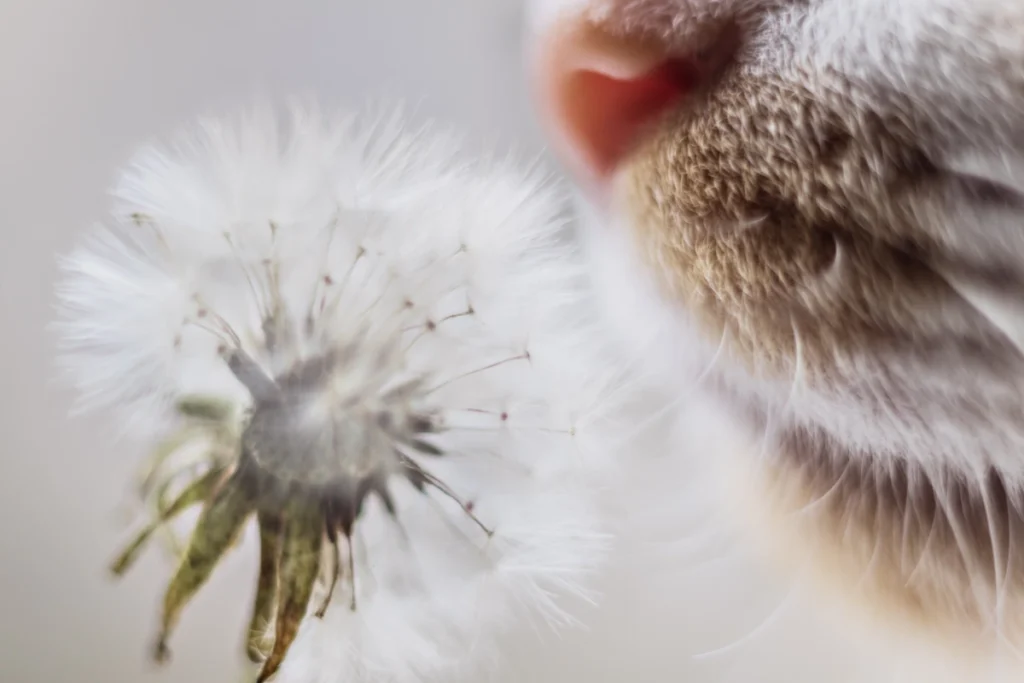 Voici les allergies saisonnières chez nos animaux de compagnie