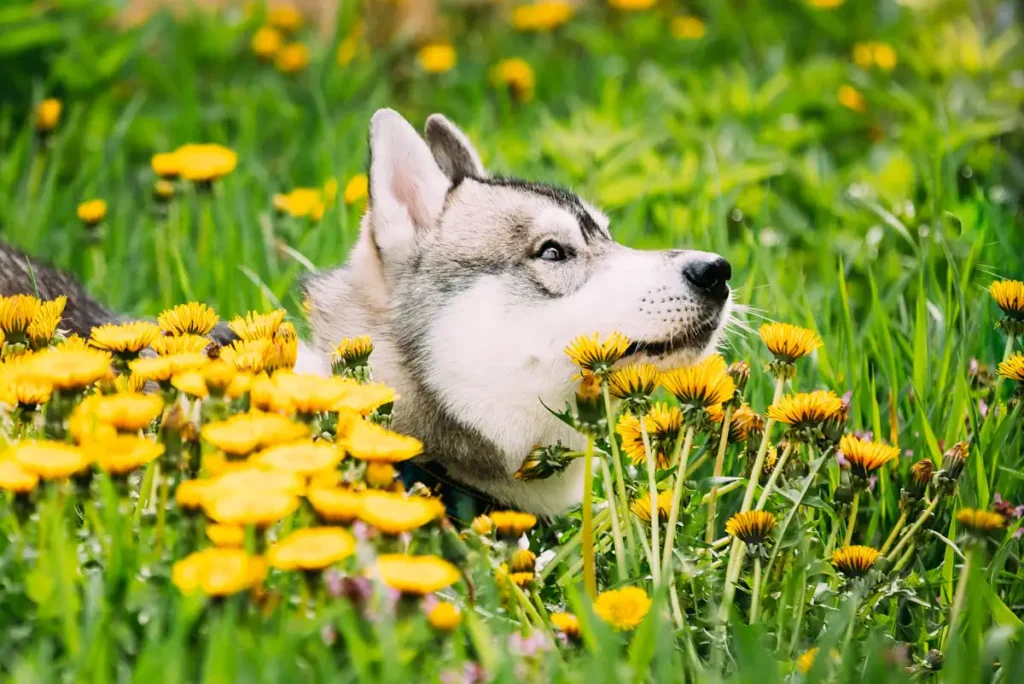 Voici comment les chiens peuvent être allergiques au pollen