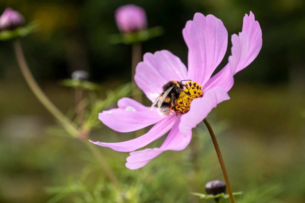Allergie aux piqures d'insectes : quand faut-il vraiment s'inquieter ?