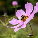 Allergie aux piqures d'insectes : quand faut-il vraiment s'inquieter ?